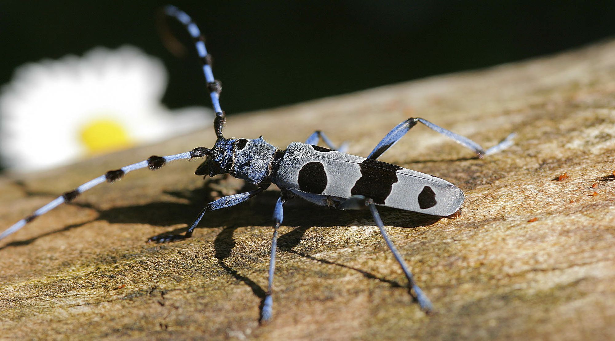 Für den Alpenbock hat Bayern eine besondere Verantwortung. (Foto: Wolfgang Willner) Ein blau-schwarzer Käfer (Alpenbock) sitzt auf einem rindenlosen Baumstamm. Für den Alpenbock hat Bayern eine besondere Verantwortung. (Foto: Wolfgang Willner)