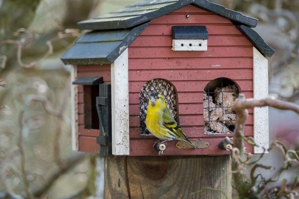 Erlenzeisig an Futterhaus 