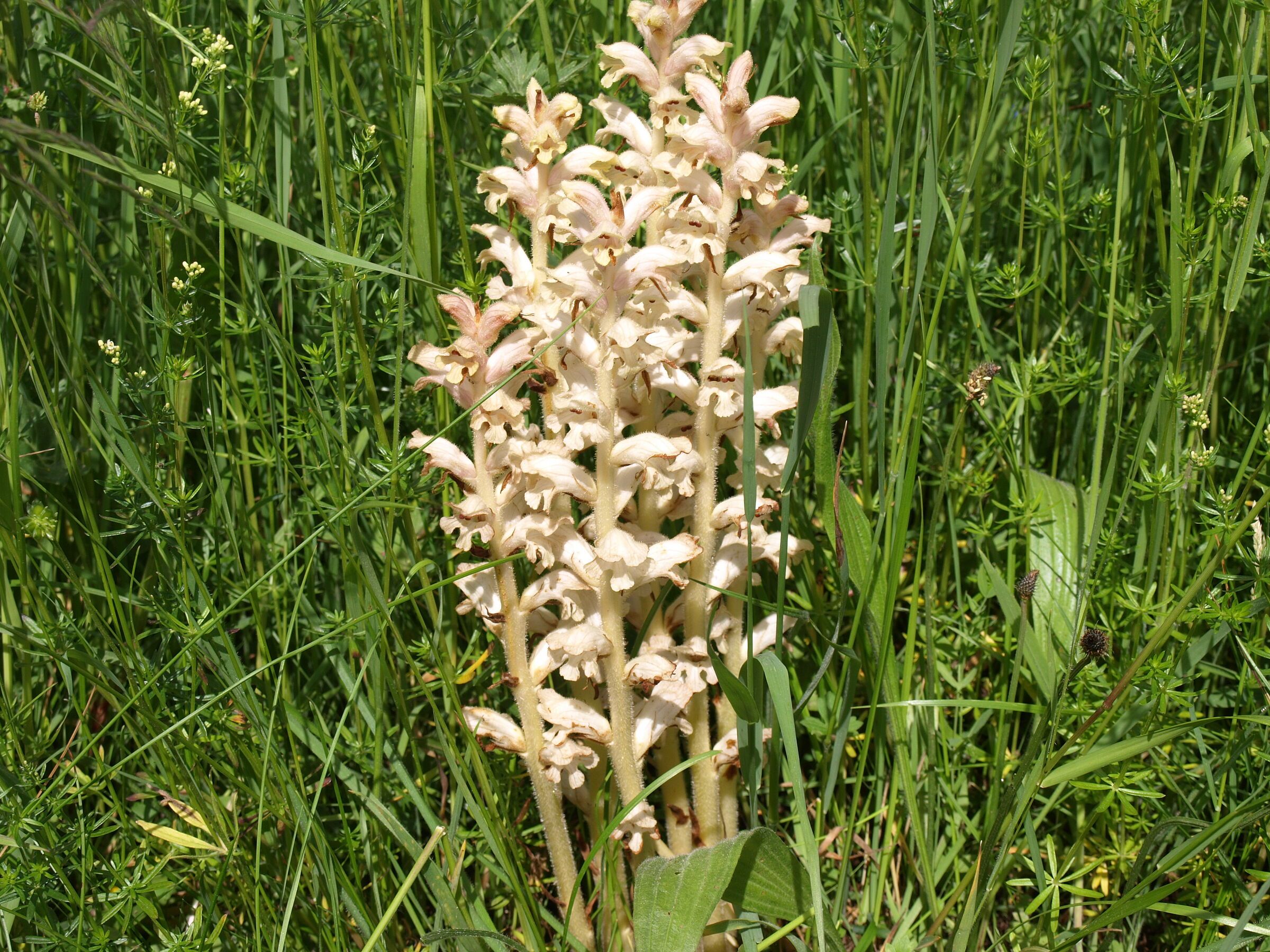 Labkraut-Sommerwurz (Foto: Harald Hilbig) Blütenstand einer cremeweißen blütenreichen Orchidee
