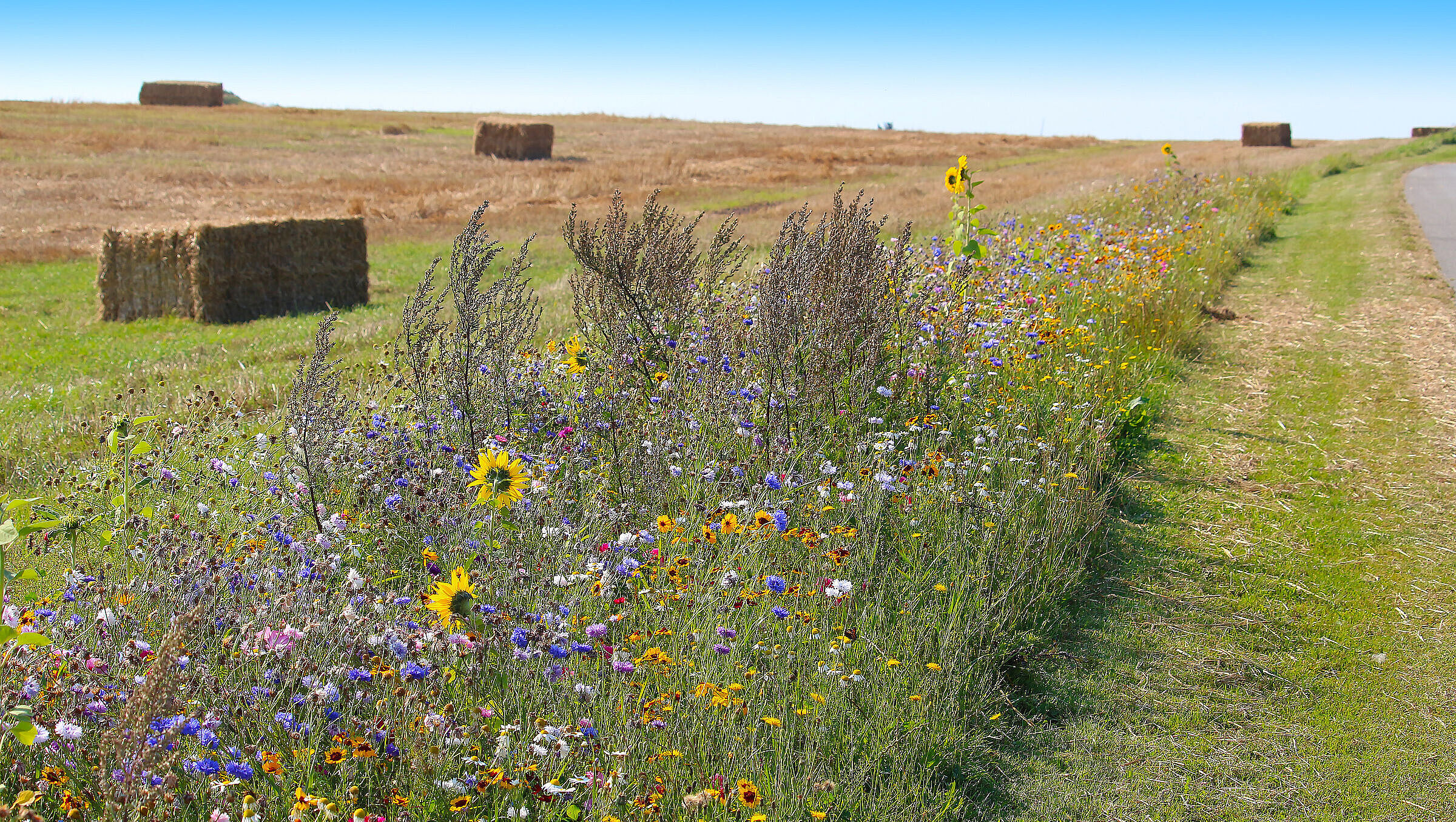 Ein bunter Blühstreifen mit vielen Blumen vor abgemähtem Feld mit Strohballen (Foto: Ines Porada/stock.adobe.com)