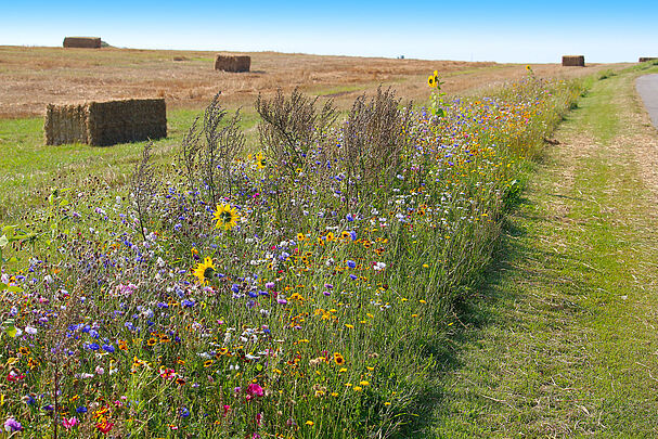 Ein bunter Blühstreifen mit vielen Blumen vor abgemähtem Feld mit Strohballen (Foto: Ines Porada/stock.adobe.com)