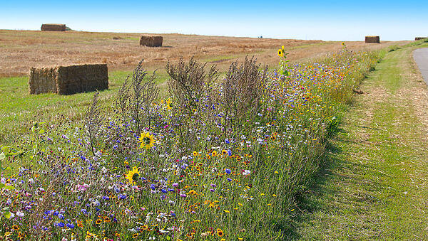 Ein bunter Blühstreifen mit vielen Blumen vor abgemähtem Feld mit Strohballen (Foto: Ines Porada/stock.adobe.com)