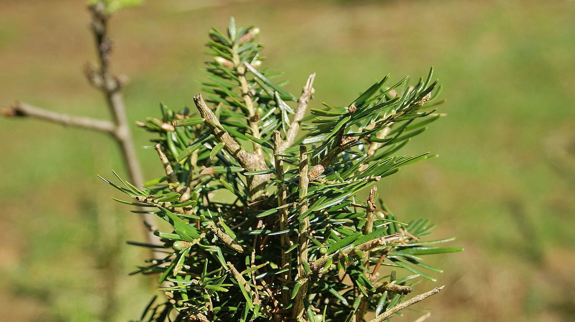 Die Tanne wird besonders stark verbissen. Das ist fatal, denn sie gehört zu den klimastabileren Baumarten. (Foto: Wolfgang Schödel) Eine kleine Tanne mit stark abgefressenen Trieben. Die Tanne wird besonders stark vom Wild verbissen. (Foto: Wolfgang Schödel)