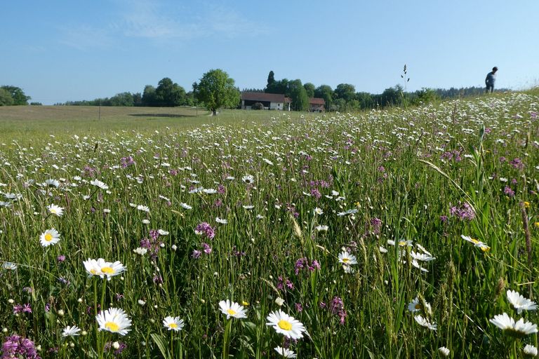 Foto: Inge Steidl Eine Wiese mit Margeriten und Kuckukslichtnelken (Foto: Inge Steidl)