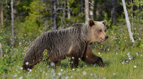 Der Braunbar In Bayern Bund Naturschutz