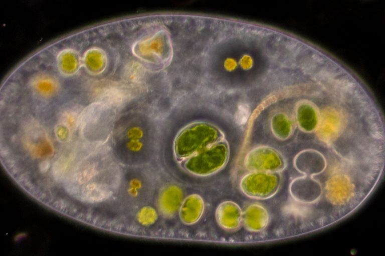 Protozoa und Alge unter dem Mikroskop: Auch Grundwasser ist ein Ökosystem, dessen Funktion durch sinkende Grundwasserspiegel Bayern und Schadstoffe gefährdet werden. (Bild: sinhyu/stock.adobe.com)