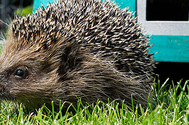 Igel und Mähroboter, Foto Kerstin Ellersdorfer