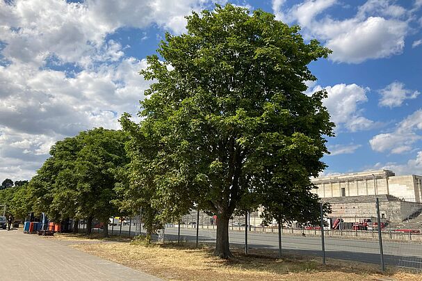 Kastanienreihe am Zeppelinfeld