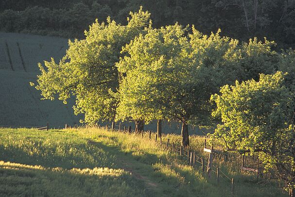 Obstbäume stehen an einem Zaun in einer hochstehenden Wiese. (Foto: BLE/Dominic Menzler) 