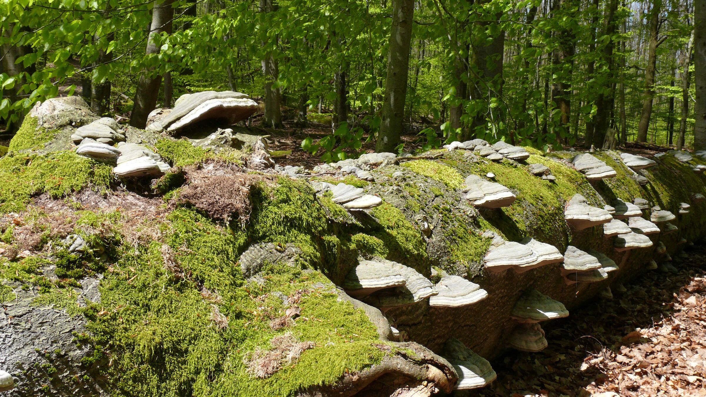 Umgefallener Baum mit Moos und Baumpilzen im Spessart