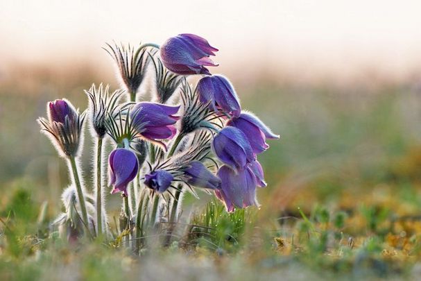 Ihre Spende für Bayerns Natur - Hilfe, die ankommt! (Foto: naturfotografie.la) Ihre Spende für Bayerns Natur: Das Bild zeigt eine lilafarbene Küchenschelle in warmem Abendlicht.