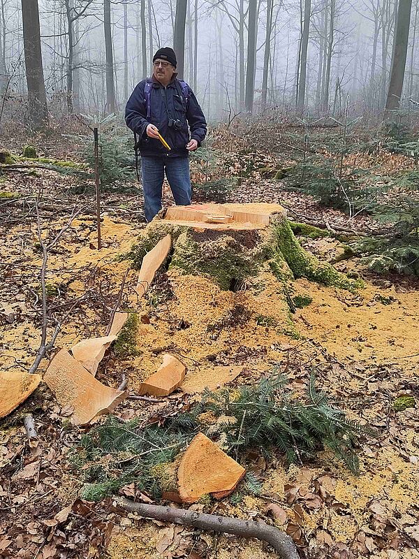 Einschlag im Steigerwald bei Unterschleichach, Foto: Ulla Reck