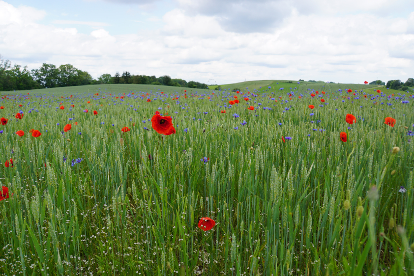 Ackerwildkräuter im Winterweizen, Andechs. (Foto: Stefan Meyer) Ein noch grünes Getreidefeld mit zahlreichen Korn- und Mohnblumen (Foto: Stefan Meyer)