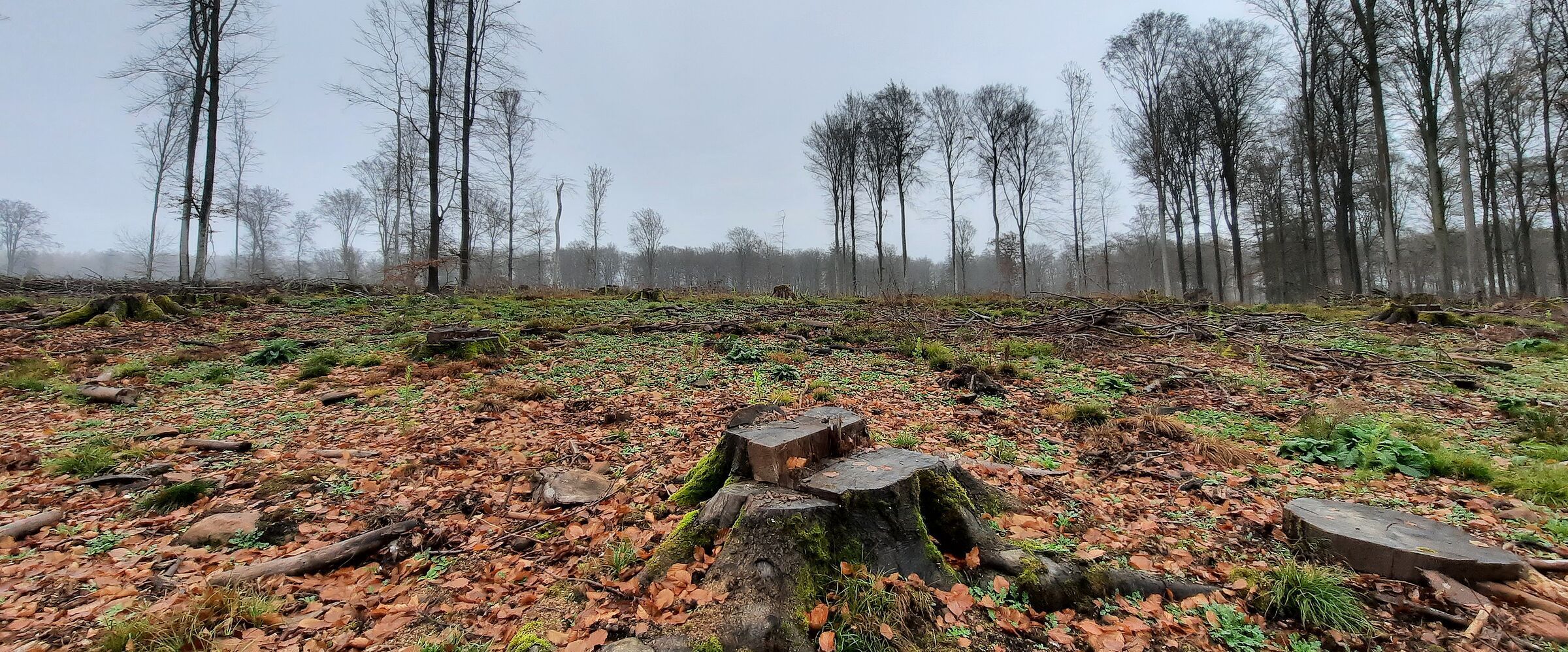 2022: Großflächige Kahlschlag im Buchenwald (Foto: Ralf Straußberger) Große Kahlfläche mit Baumstümpfen, im Hintergrund hohe Buchen. Immer wieder kommt es zu großflächigen Einschlägen in bayrischen Privatwäldern. (Foto: Ralf Straußberger)