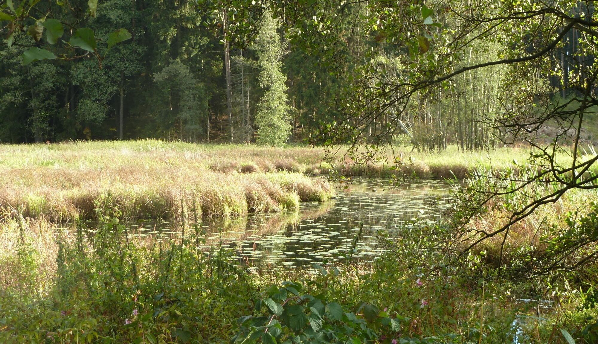 Blick in die Waldnaab-Aue im Sonnenlicht (Foto: Winfried Berner)