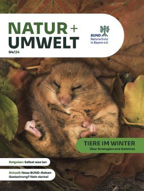 Das Cover der aktuellen Natur+Umwelt zeigt eine im Laub schlafende Haselmaus