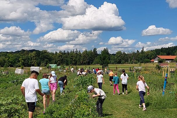 Kinder der Jahnschule bei der Kartoffelkäfer Jagd im TölzaAcker