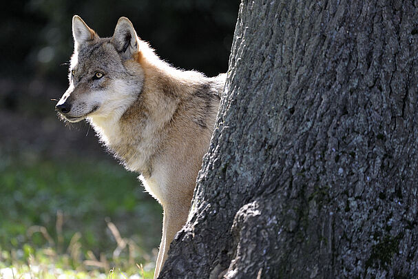 Ein Wolf schaut hinter einem Baum hervor (Foto: Ralph Frank)