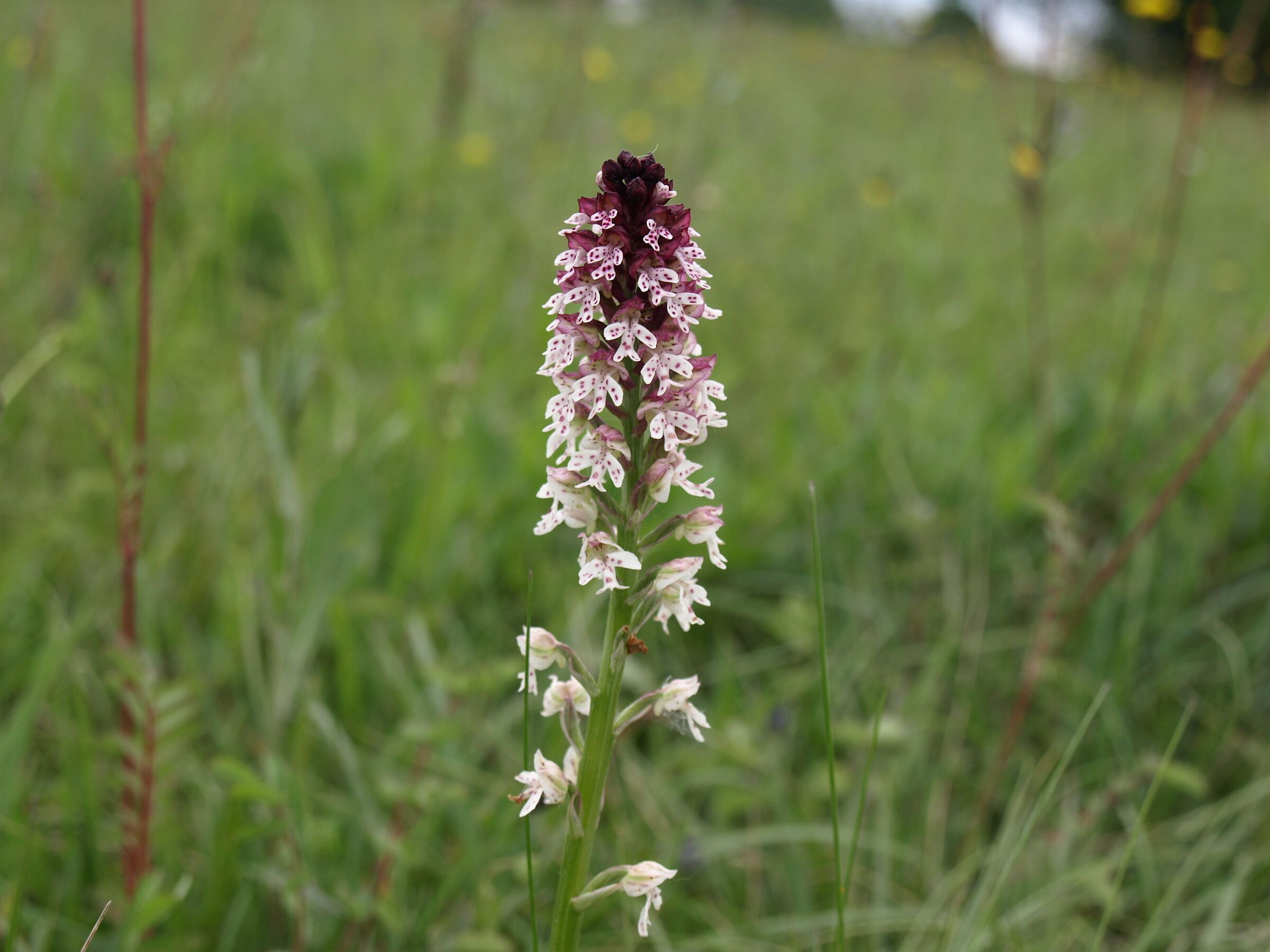 Brandknabenkraut (Foto: Harald Hilbig) Der Blütenstand einer braunrot-weißen Orchidee