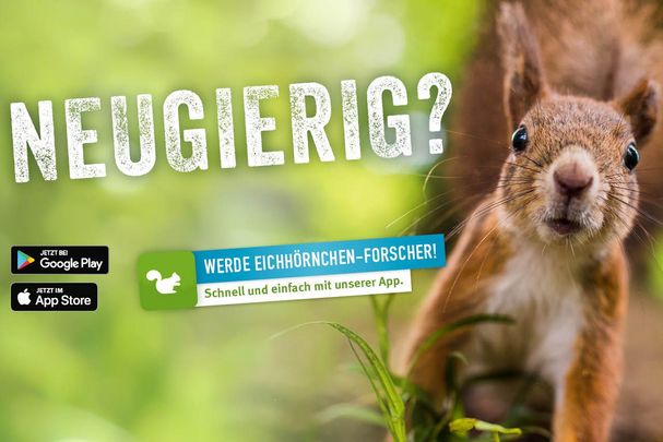 Werden Sie Eichhörnchen-Forscher*in!
