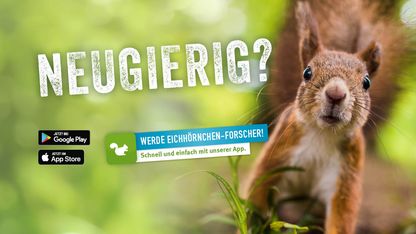 Machen Sie mit: Hier Eichhörnchen melden!