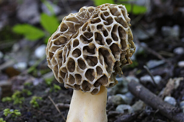 Speisemorchel, Morchella esculenta