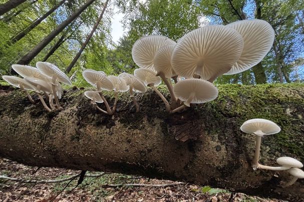 Buchenringrübling (Foto: G. Merches)