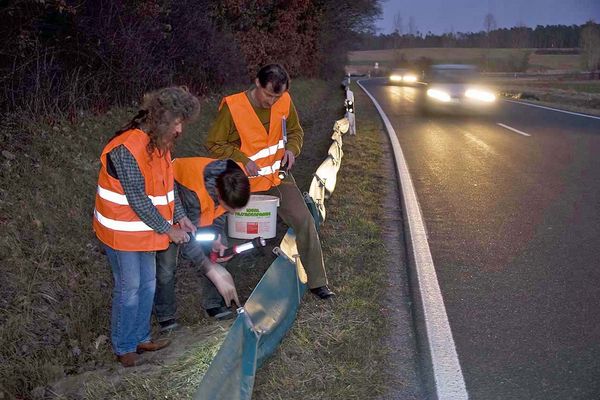 Ehrenamtliche Aktive des BUND Naturschutz am Amphibienzaun (Foto: Thomas Stephan)