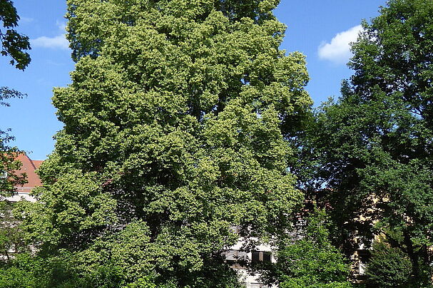 Große Linde im Beckhschen Garten