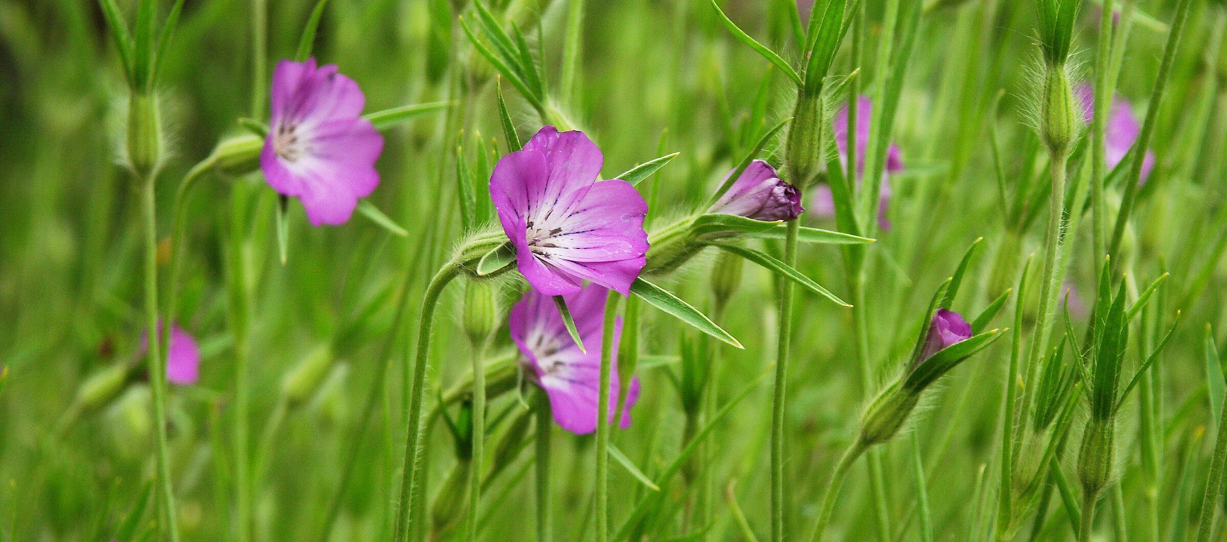 kornrade Pinkfarbene Blumen auf einem Acker. (Foto: Florian Rink/stock.adobe.de)