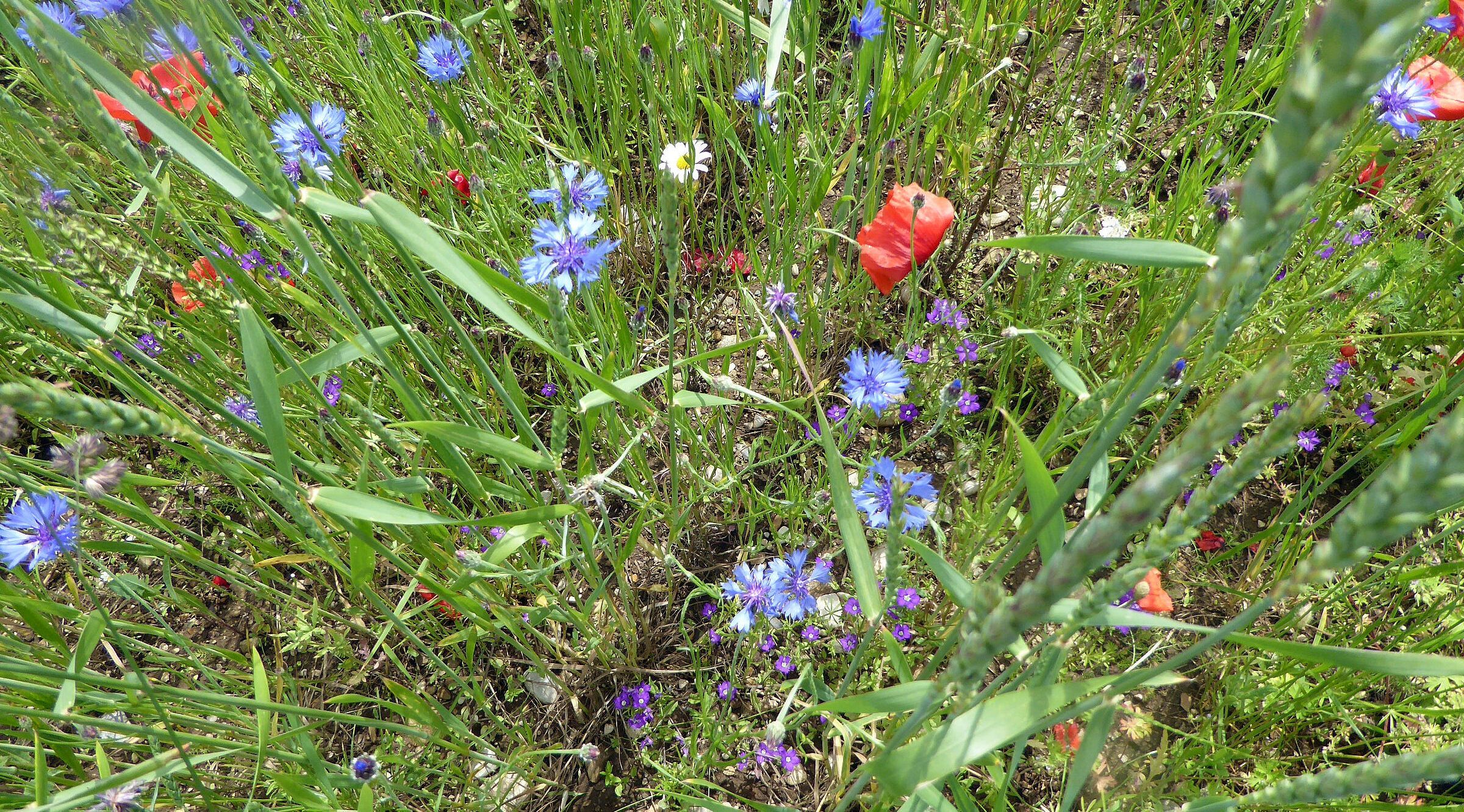Ackerrand mit Kornblume, Mohn und Frauenspielgel: Beim Ackerwildkraut-Wettbewerb werden Äcker prämiert, auf denen zwischen der Feldfrucht auch noch seltene Ackerwildkräuter wachsen. (Foto: Helene Falk) Ackerwildkräuter: Ein Kornfeld von oben mit Kornblume, Mohn und Frauenspiegel
