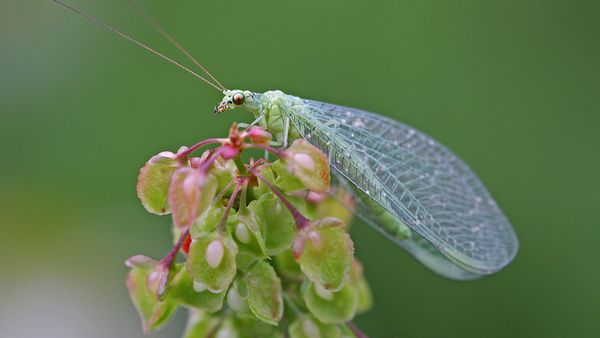 Nützlinge in den Garten locken: Die Larven der Florfliege vertilgen mit Vorliebe Blattläuse und werden daher im Volksmund auch als Blattlauslöwen bezeichnet. (Foto: Juergen Hust/stock.adobe.com) Nützlinge in den Garten locken: Eine Florfliege sitzt auf einem Zweig. (Foto: Juergen Hust/stock.adobe.com)