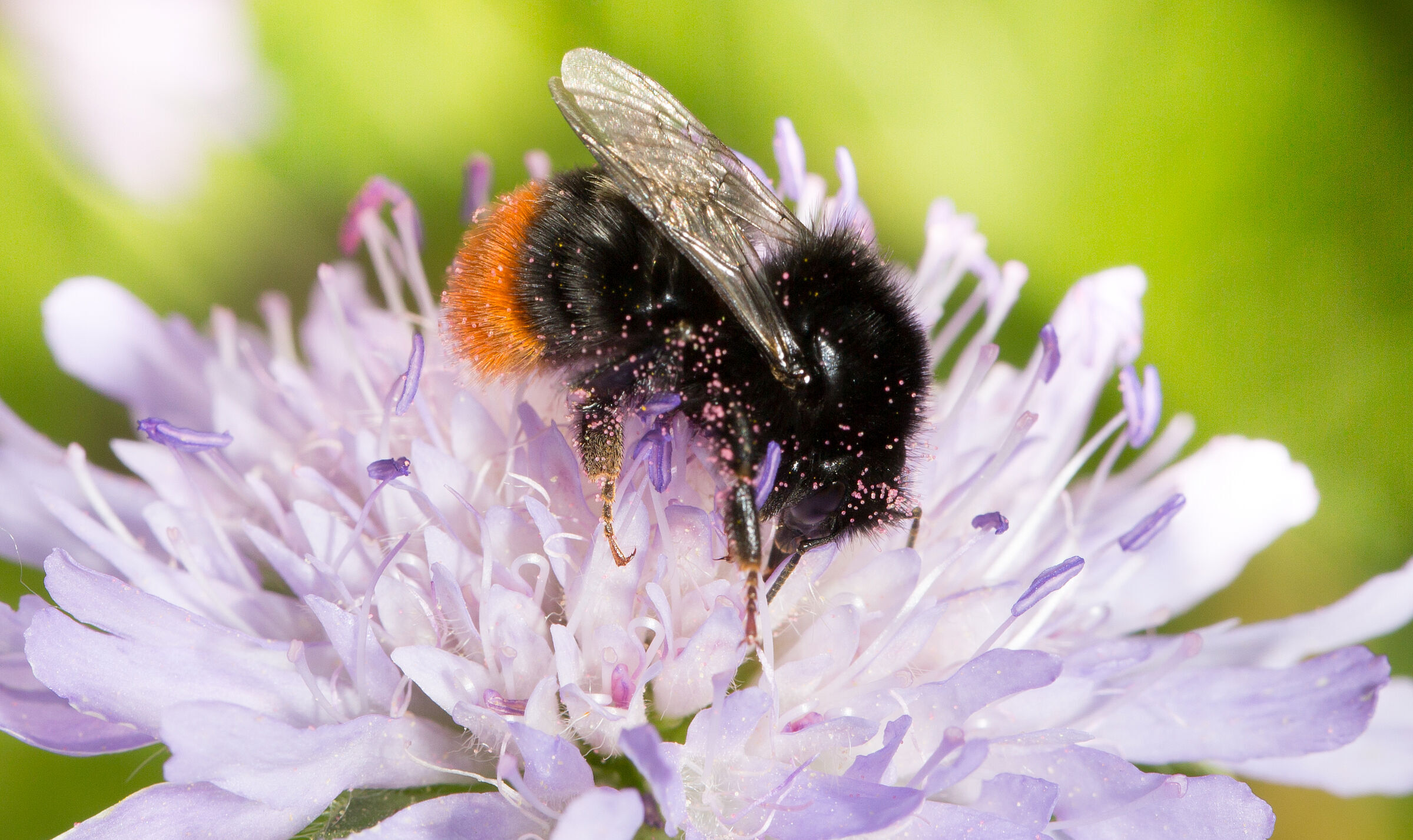 Steinhummel (Foto: Johannes Selmannsberger)