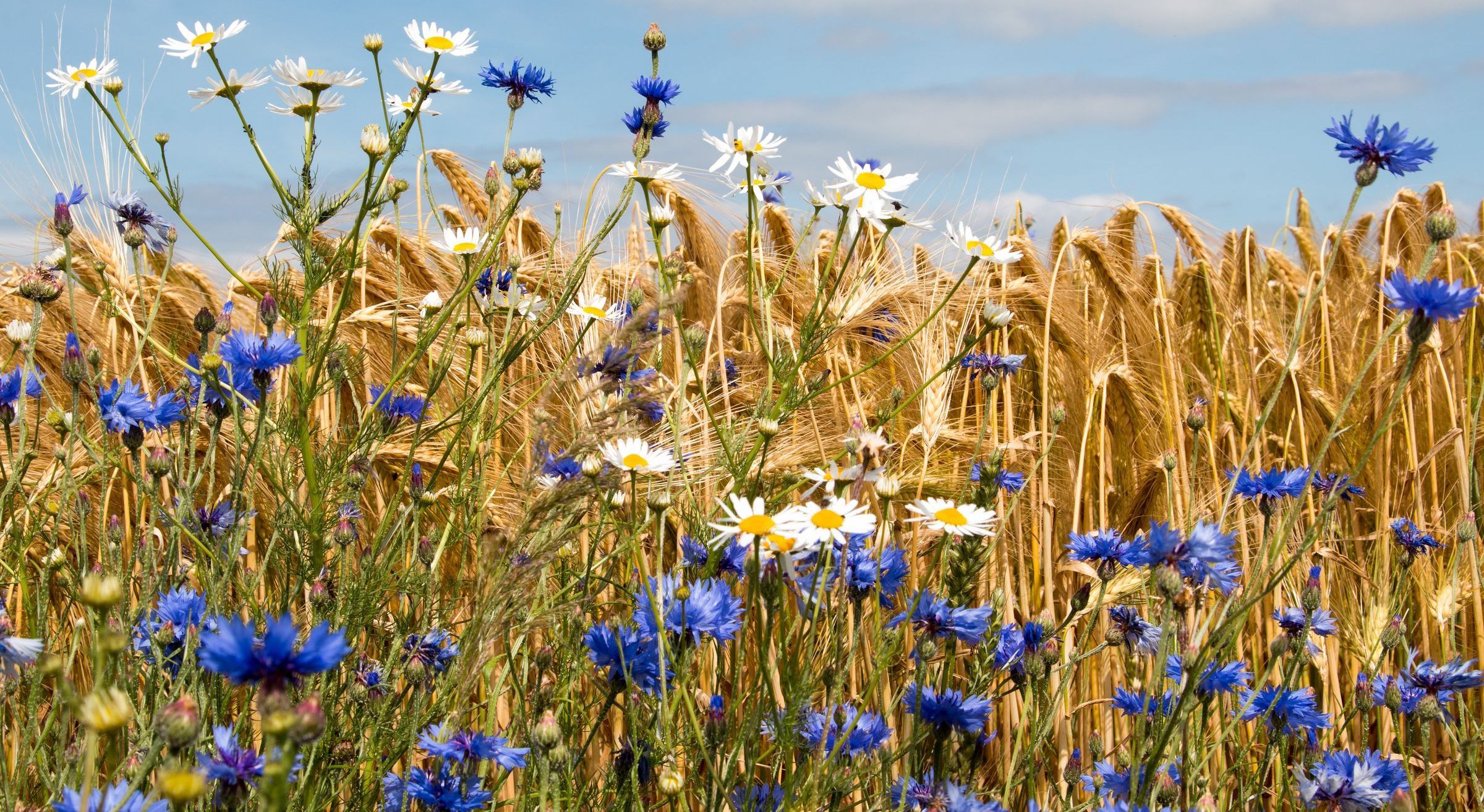 Blühstreifen am Ackerrand: Hier werden keine chemischen Spritzmittel eingesetzt. Außerdem können sich hier natürliche Gegenspieler von Schädlingen entwickeln. (Foto: Sabine Schoenfeld/stock.adobe.com) Ackerrandstreifen: Am Rande eines Ackers wächst ein Streifen mit Wildblumen wie blauen Kornblumen und weißen Kamillen. (Foto: Sabine Schoenfeld/stock.adobe.com)