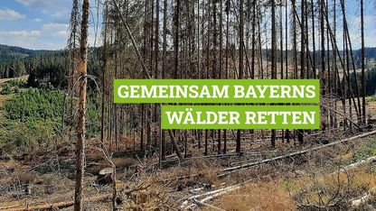 Hier spenden für den Waldschutz