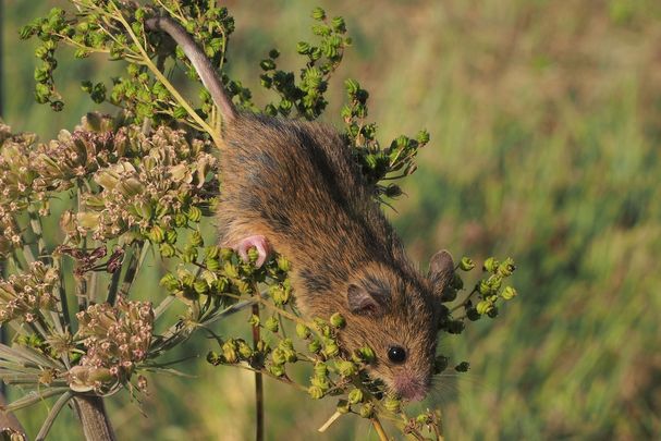 Eine Waldbirkenmaus klettert auf einer Pflanze. (Foto: Richard Kraft)