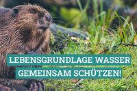 Ein Biber sitzt im Gras am Ufer. Darüber ein Schriftzug "Lebensgrundlage Wasser gemeinsam schützen!"