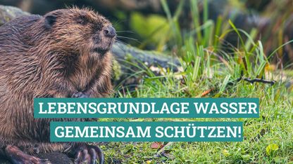 Ein Biber sitzt im Gras am Ufer. Darüber ein Schriftzug "Lebensgrundlage Wasser gemeinsam schützen!"