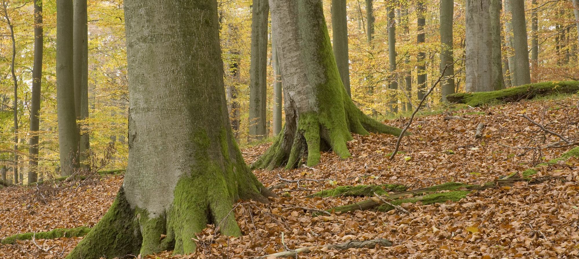 Im Naturwald Waldhaus im nördlichen Steigerwald (Foto: Thomas Stephan) Blick in einen herbstlichen Buchenwald mit dicken Stämmen (Foto: Thomas Stephan)