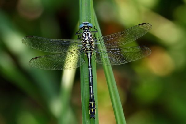 Männchen der Eurasischen Keulenjungfer (Foto: fabiosa93/stock.adobe.com)