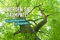 Helfen Sie, alte Bäume vor der Fällung zu bewahren!