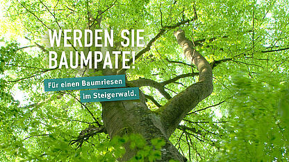 Helfen Sie, alte Bäume vor der Fällung zu bewahren!