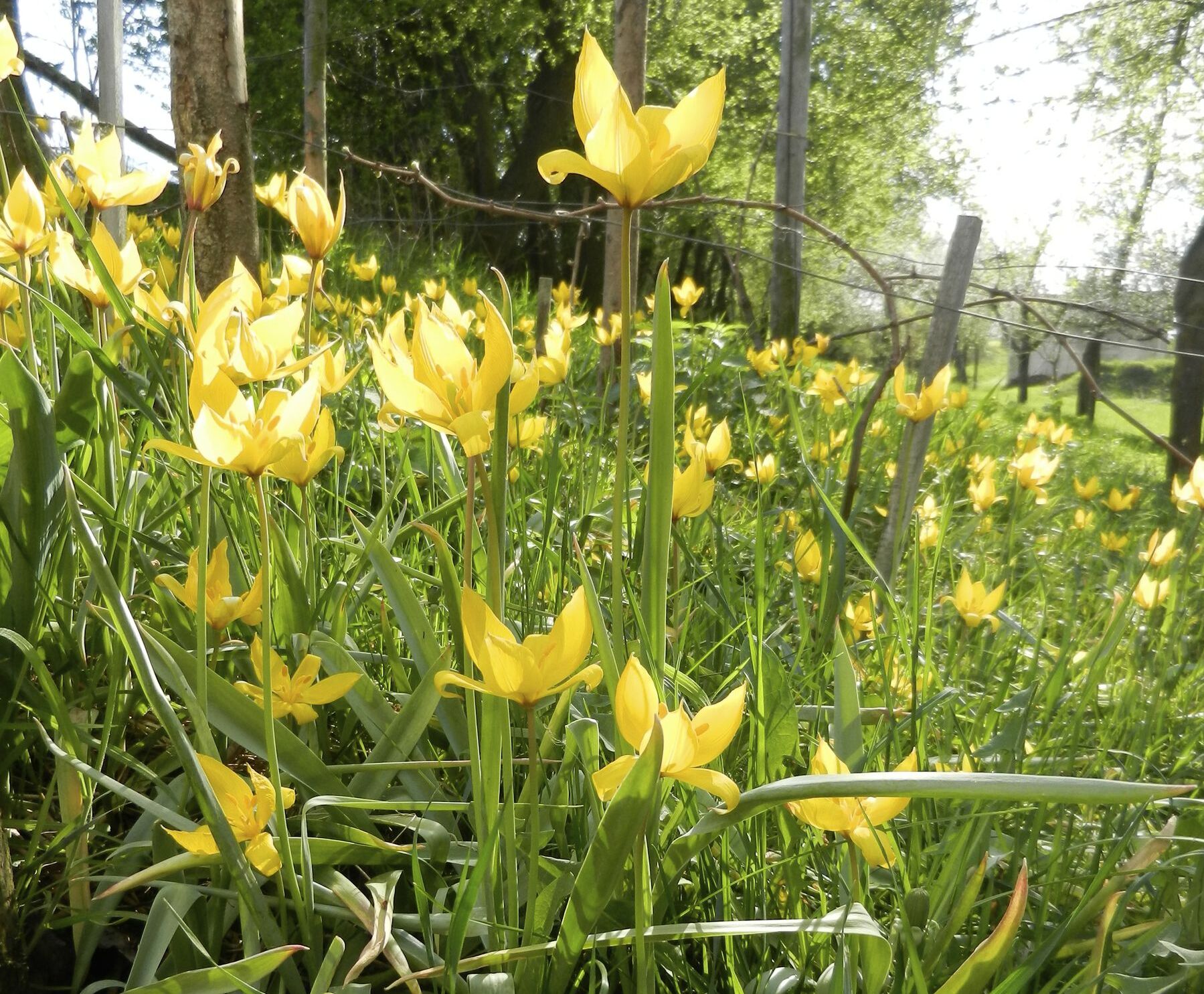 Gelb blühende wilde Tulpen an einem Hang