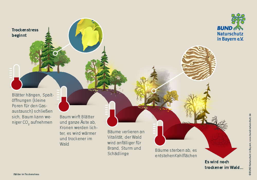 Die Grafik zeigt, wie andauernde Trockenheit dem Wald mehr und mehr schadet. Die Grafik zeigt, wie andauernde Trockenheit dem Wald mehr und mehr schadet. Der Wald verliert seine Vitaltiät und auch seine Fähigkeit, Kohlendioxid zu speichern.