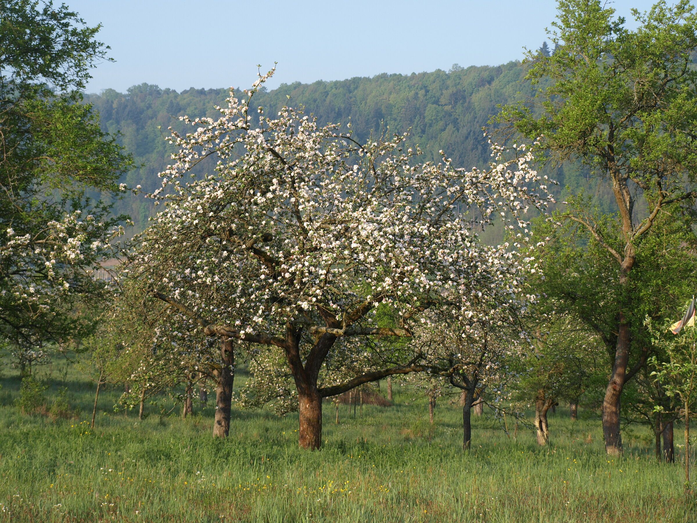 (Foto: Harald Hilbig) Blühender Obstbaum in einer Streuobstwiese