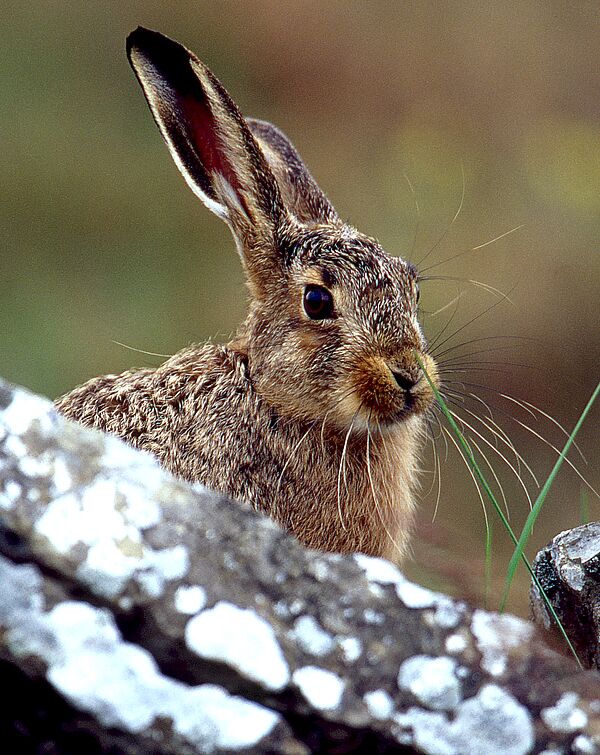 Osterhase in Not: Der Feldhase steht auf der Roten Liste der gefährdeten Tierarten.