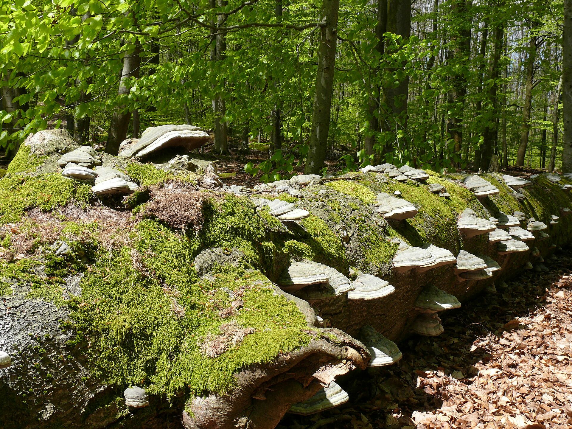 ABSOLUTE MEHRHEIT FÜR NATIONALPARK SPESSART - BUND Naturschutz In ...