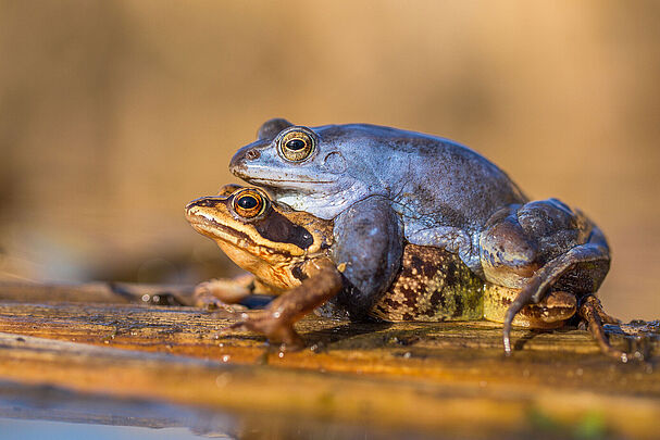 Moorfroschpaar (Foto: MF-Photo/stock.adobe.com)