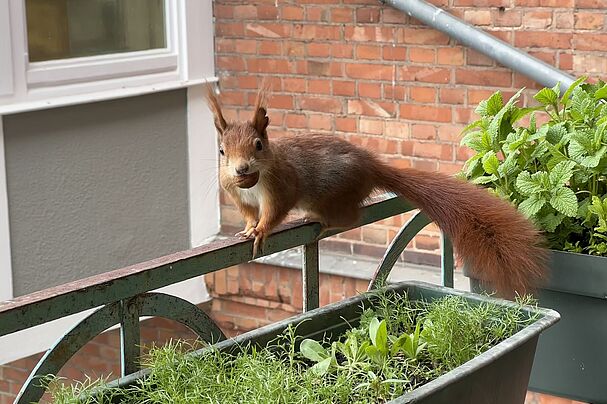 Eichhörnchen in der Stadt 