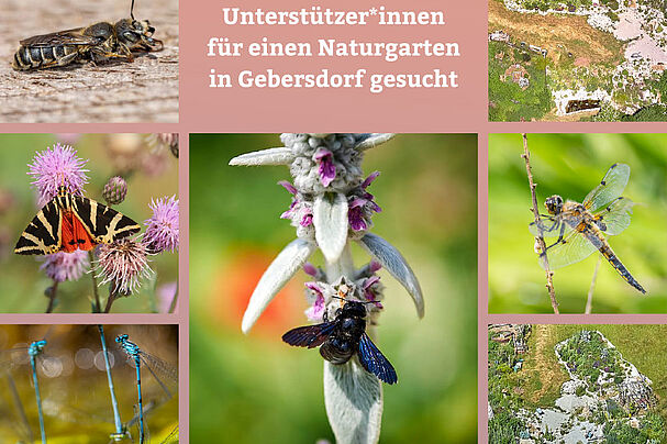 Flyer Naturgarten Gebersdorf